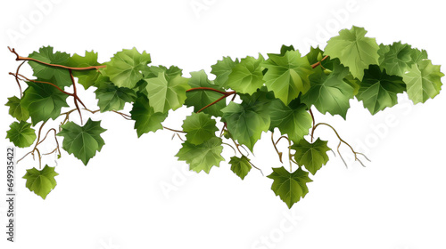 Grape leaves vine plant branch with tendrils in vineyard isolate on transparent background