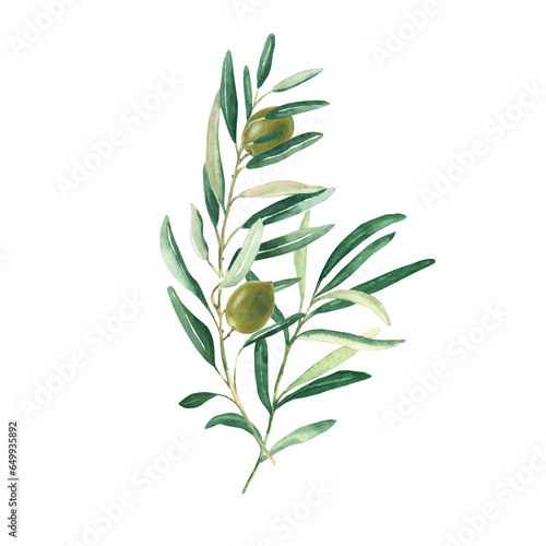 Olive branches bouquet with green olives isolated on white background. Watercolor hand drawn botanical illustration. Can be used for cards, menu, logos, cosmetic, food packaging design