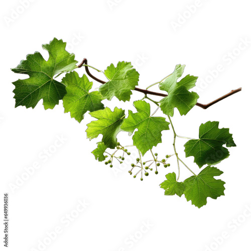 Grape leaves vine plant branch with tendrils isolated on transparent background