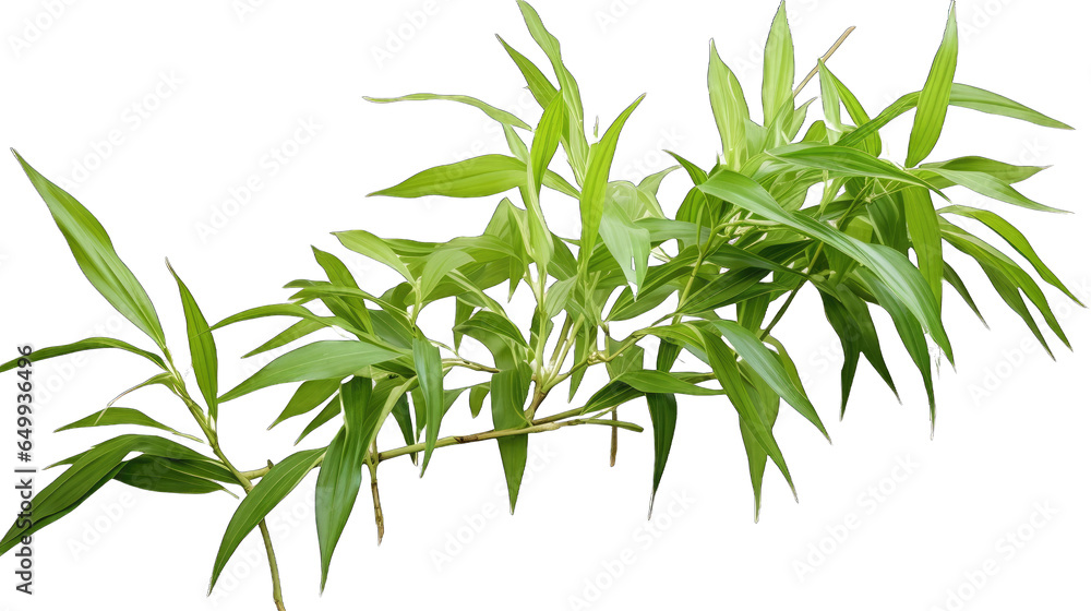 Green bamboo leaves on bamboo branch twig ornamental forest garden plant isolated on transparent background