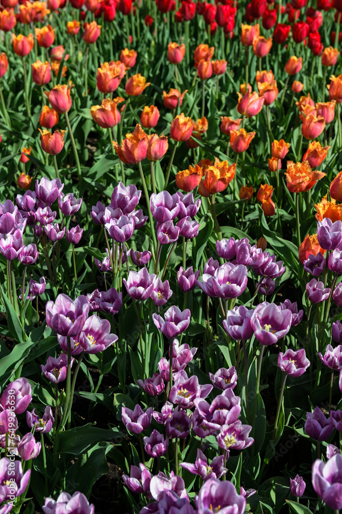 Purple and Orange Patch of Tulips Purple and Orange Patch of Tulips