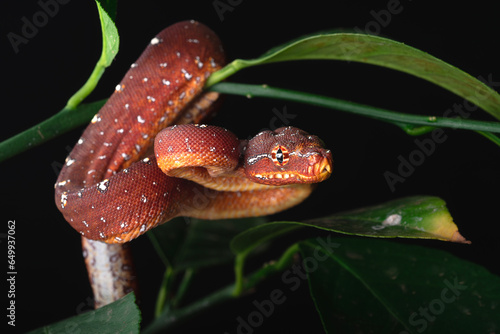 Red Neonate Green Tree Python