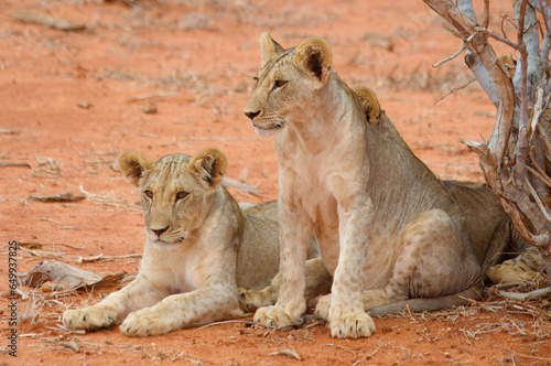 Two young  lions sitting and watching on red sand in Tsavo East National Parkk photo