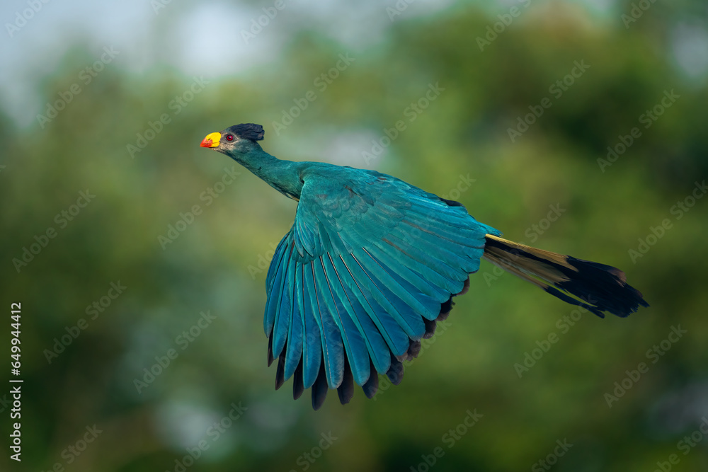 Obraz premium Great blue turaco in flight against clean and blurred background vegetation