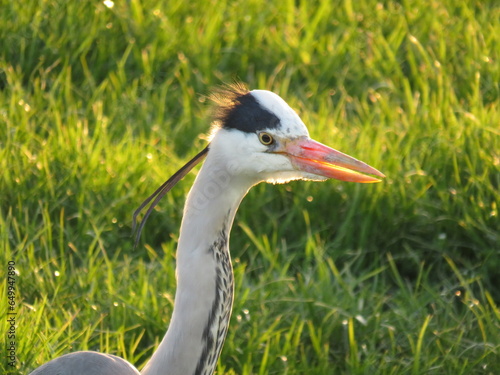 Heron on the grass
