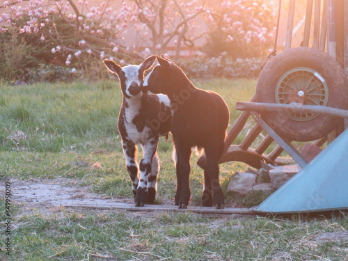 Two lambs