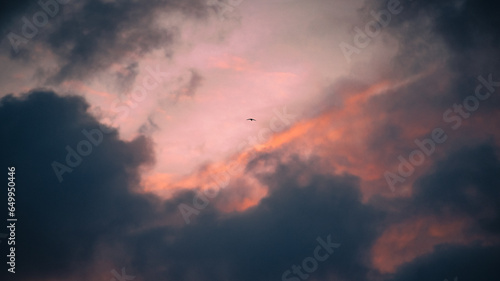 Single bird in flight against sky during orange sunrise