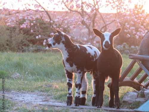 Two lambs at sunset