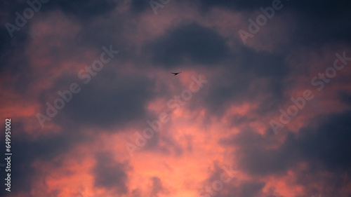 Single bird in flight against sky during orange sunrise