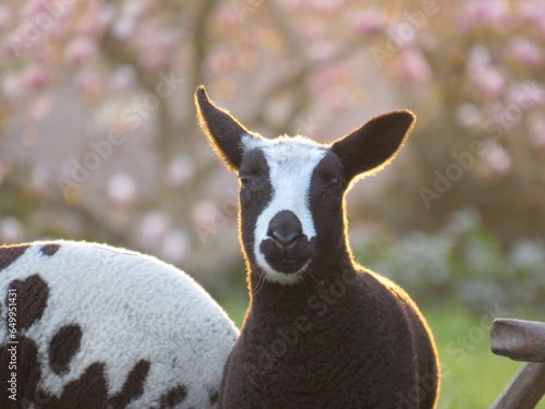 Cute lamb close up