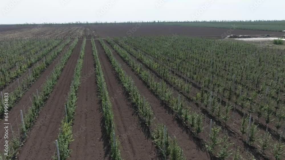 Orchard of pears. fruit farm. air frame. Summer. Orchard of pears. fruit farm. air frame. Summer.