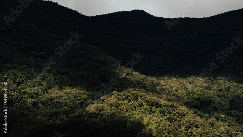 Bosque Andino