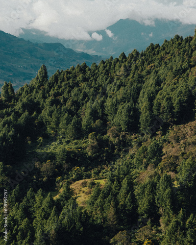 Bosque de pinos - Ecuador