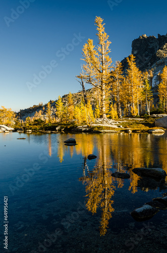 Massive golden larch reflecting in Enchantment Lakes Wilderness in Washington