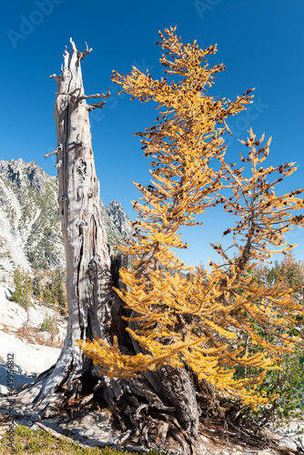 Golden larch with snag in Enchantment Lakes Wilderness in Washington