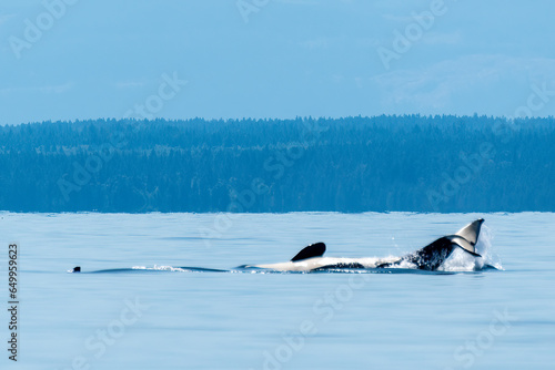 Northern Resident Orca back slap
Responding to threats nearby a mother Northern Resident Orca raises her tail for a slap while floating on her back