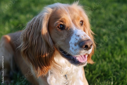 Cocker Spaniel Pet, Handsome Red and White Working Dog Breed, Head Shot photo