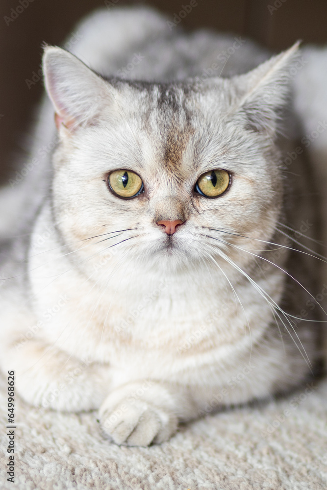 portrait of a cute young cat of British breed