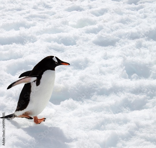 penguin on the snow