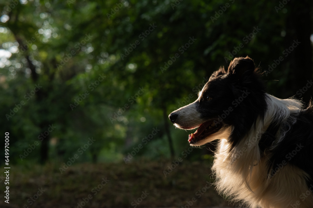 Portrait of a black and white border collie walking in the woods at sunset. Portrait of a black and white border collie walking in the woods at sunset.