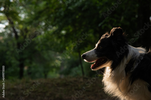 Portrait of a black and white border collie walking in the woods at sunset. 