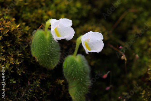 Chirita tublosa Craib is a rare plant commonly found in limestone areas. photo