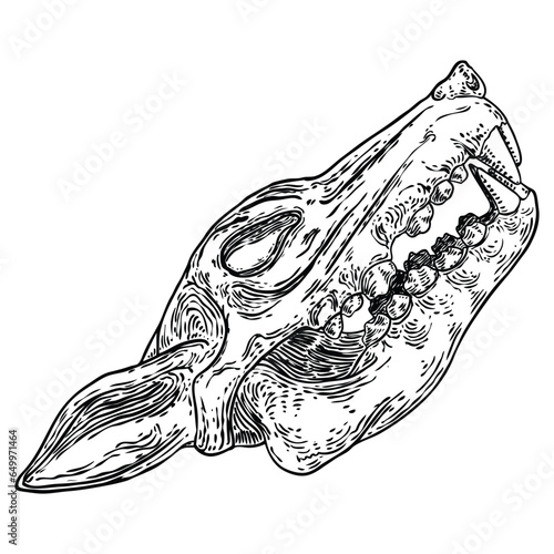 Coyote skull or wolf skull. Dead animal bone head engraving hand drawing. Dog, wolf, coyote predators. Forest wild animals. Vector.