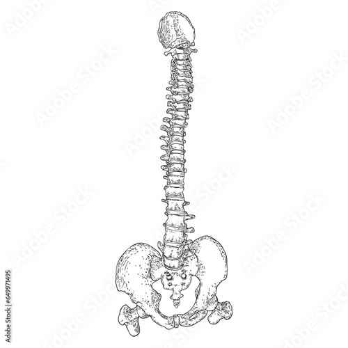 Human spine bones anatomy with Intervertibral disks, Cervical, Thoracic, Lumbar vertebrae and Pelvis Sacrum Ilium Oschium, Coccyx bones. Hand drawing sketch. Vector.