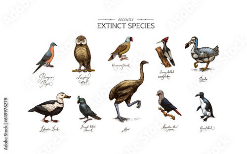 Extinct species. Wild mammal animals and birds.Dodo. Moa Passenger pigeon Great auk. Penguin. Mascarene parrot. Labrador duck. Laughing owl. Hand drawn vector engraved sketch. Graphic vintage style.  photo