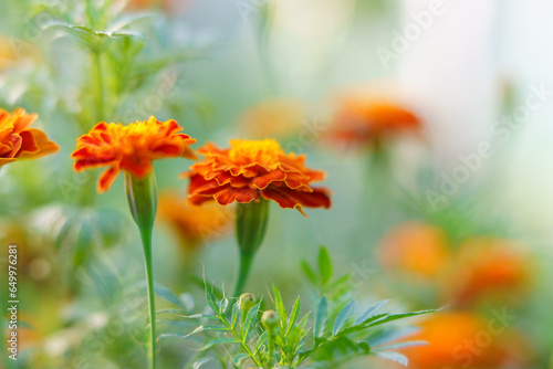 Beautiful marigold flowers bloom in the garden. Beautiful bright orange and green floral background