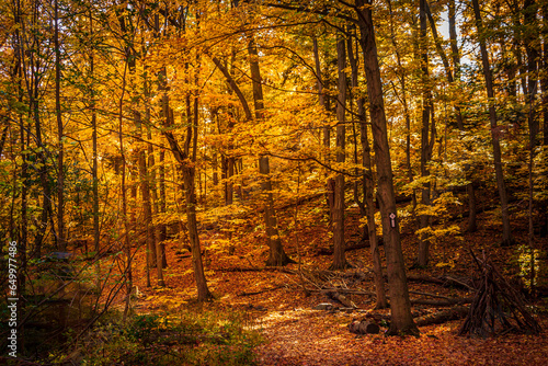 Beautiful view of forest in autumn on bright sunny day