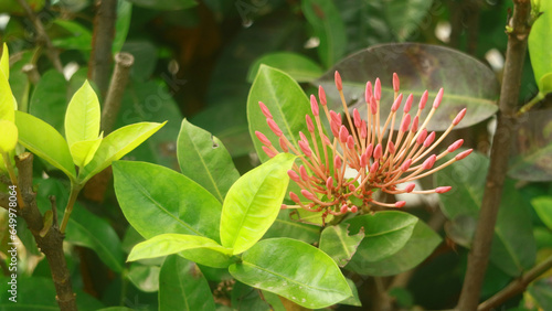 Ashoka or Sarasa asoca tree are starting to flower. photo