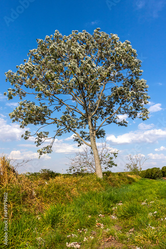 embauba tree, with blue sky in the background photo