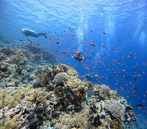 Divers swim under the water photo