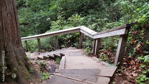 Wooden Boardwalk walkway in the rainforest