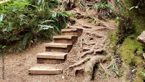 Wooden Boardwalk walkway in the rainforest