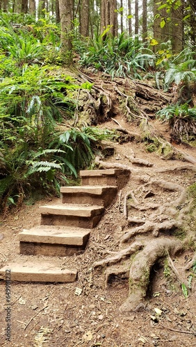 Wooden Boardwalk walkway in the rainforest