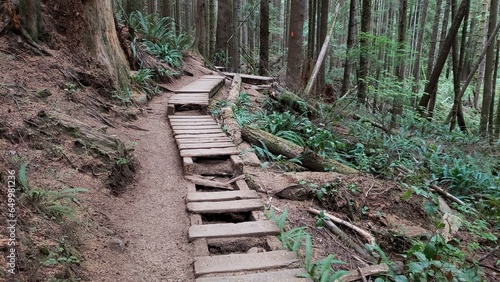 Wooden Boardwalk walkway in the rainforest