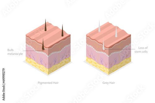 3D Isometric Flat  Conceptual Illustration of Pigmanted And Gray Hair, Melanocyte Stem Cells photo