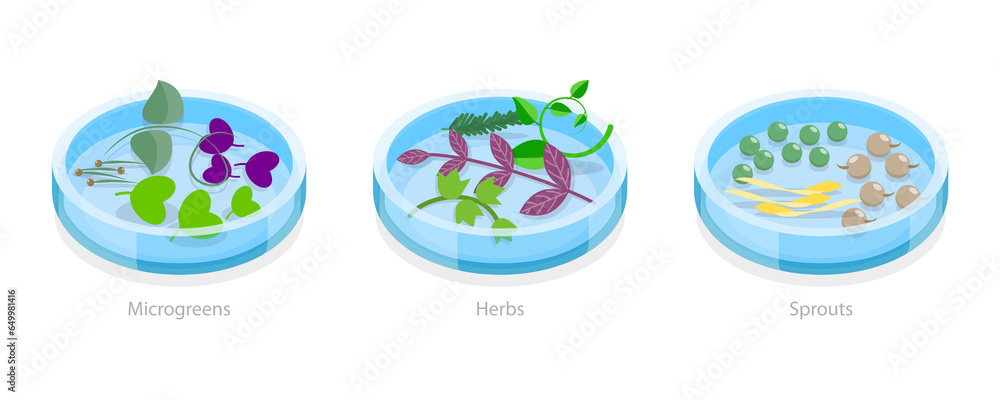 3D Isometric Flat  Conceptual Illustration of Microgreen, Herb And Sprouts, Growing Seeds
