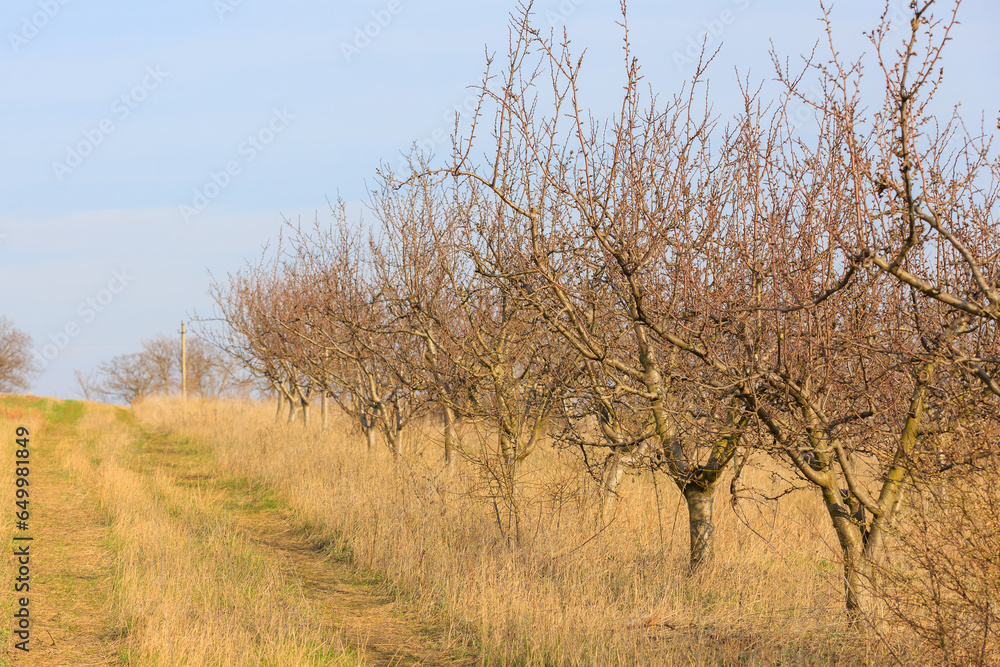 Fototapeta premium Withered garden. Background with selective focus and copy space