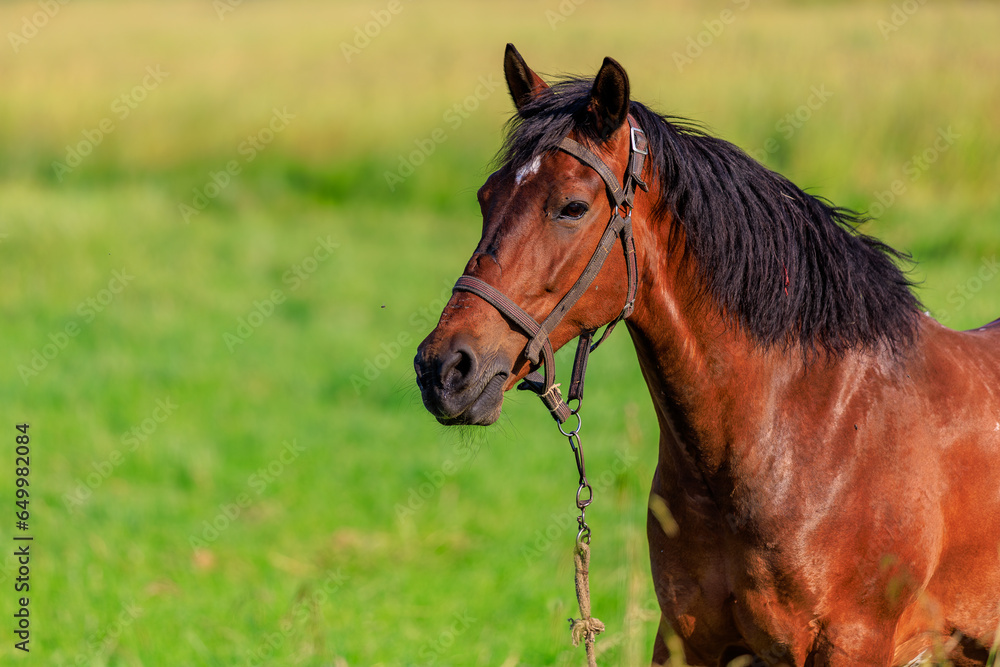 Fototapeta premium Horse in the pasture. Background with selective focus and copy space