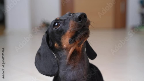 Portrait of a funny little dog dachshund incomprehensibly turns his head stare attentively, silly facial expression. Slow-witted loser is waiting for an explanation Puppy innocent look