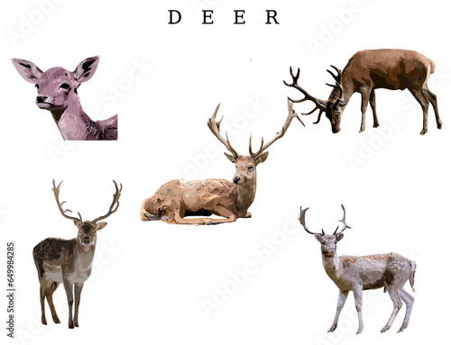 set of deer