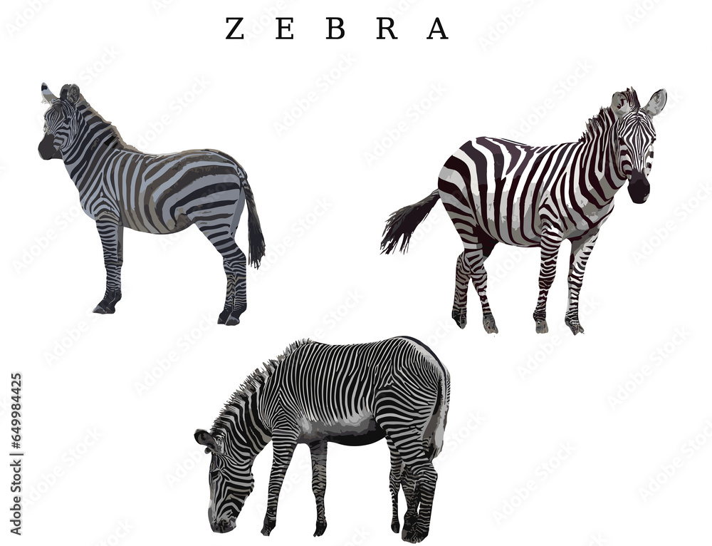 Naklejka premium zebras in the wild white background png file 