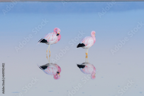 Pareja de Flamencos Salar chaxa