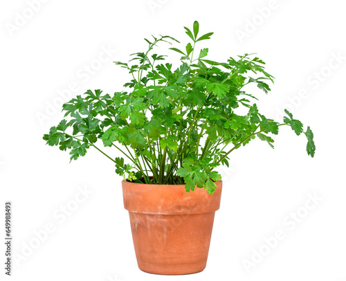 Green fresh flat leaf parsley herb growing in terracotta pot isolated cutout on transparent