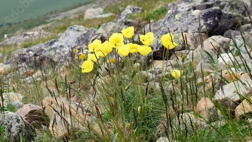 Wild yellow poppy flowers in natural highland environment trembling on the wind. photo