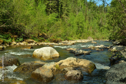 Large stones in the bed of a beautiful river flowing from the mountains through a coniferous forest in the early summer morning.