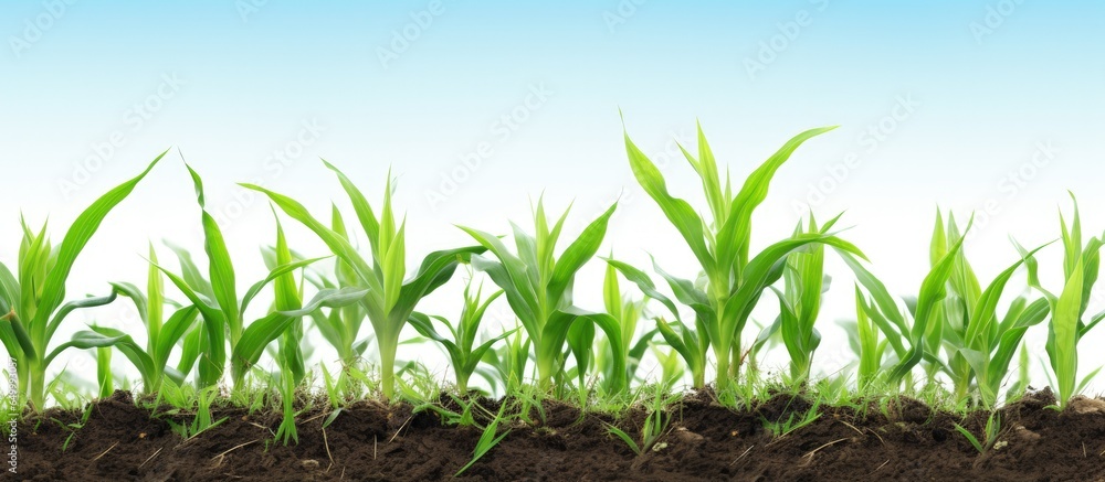 Obraz premium Expansive perspective of growing corn field